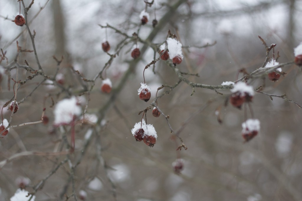 Winter Berries